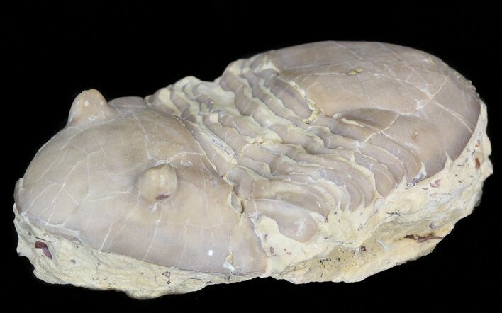 Homotelus Trilobite - Bromide Formation, Oklahoma #43806